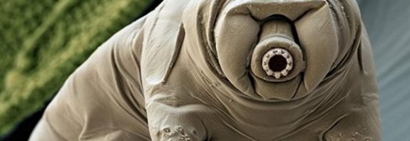 Tardigradlar Onlarca Yıl "Susuz" Nasıl Hayatta Kalabiliyor? Cevabı Nihayet Bulundu