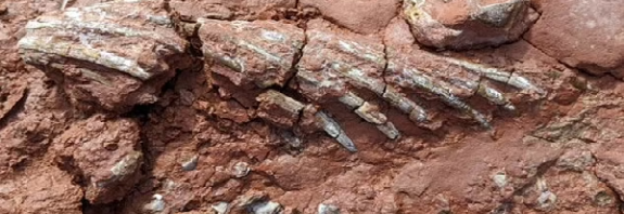 Fossil of unknown animal that lived at least 50 million years BEFORE the dinosaurs is found by a high school teacher walking her dog along the shore of eastern Canada