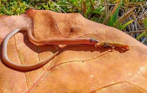 Yılanlar Yutamayacağı Lokmayı Ağzına Almaz; Ancak Bu Kırkayak Ölüm Sebebi Oldu