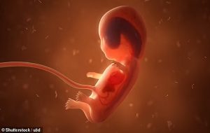 Biotech firm wants to create HUMAN embryos from stem cells and raise them for five weeks in a 'mechanical womb' to harvest tissues for use in treatments - after stem-cell grown mouse embryos developed beating hearts and flowing blood
