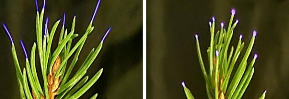 Plant leaves spark with electricity during thunderstorms — and that could be altering our air quality in unpredictable ways