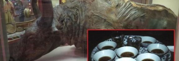 Paleontologlar inceledikleri 50 bin yıllık bizondan güveç yaptılar