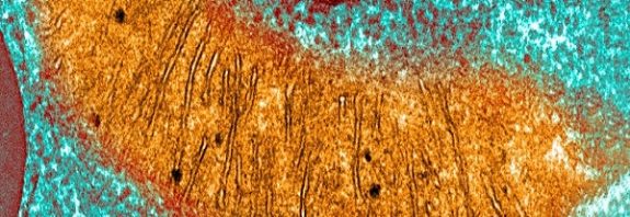 Every Life Form on Earth Uses The Same Chemical For Energy. This Could Explain Why.