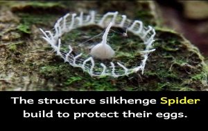 Unknown Spider Species Builds ‘Stonehenge’ Out of Silk