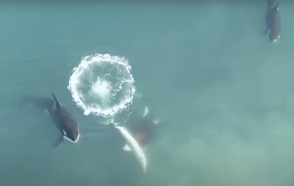 Okyanusların En Büyük