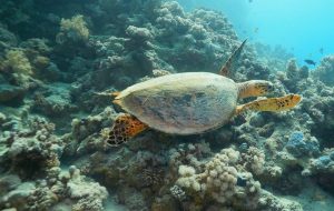 Deniz Canlılarının