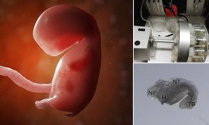 Mekanik Rahimde "Sentetik İnsan Embriyosu" Yetiştirmek İstiyorlar
