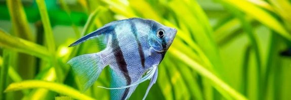 A high school student made history by sequencing his deceased pet’s genome