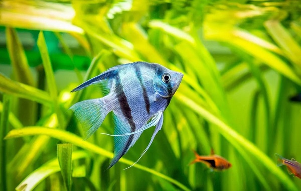 A high school student made history by sequencing his deceased pet’s genome