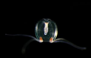 Japanese scientists produce bright and photostable green fluorescent protein from jellyfish