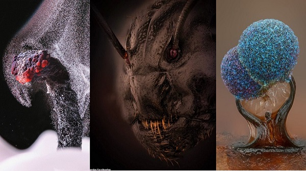 Ne Olduklarını Tahmin Edin! Küçük Dünyamızdan Sizi Şaşırtacak Ayrıntılı Görüntüler