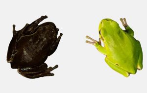 Çernobil Nükleer Felaketinden