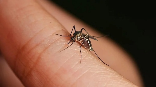 Bilim İnsanları Sivrisinekleri Aşı Dağıtım Sistemine Dönüştürdü