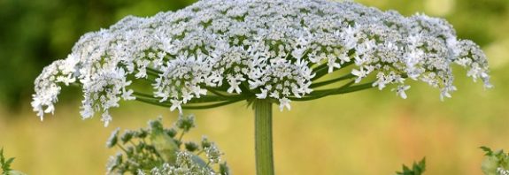 Dokunanı Yakan Yabani Tavşancıl Otundan Yeşil Enerji Pil Üretildi