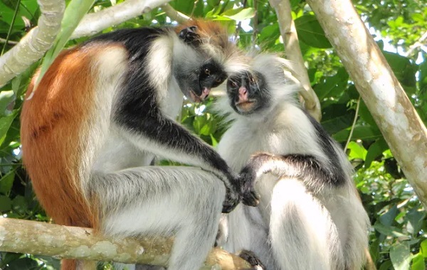 Ölümcül Afrika Primat Virüsünün İnsanlara Yayılmaya Hazır Olduğu Bulundu