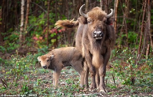 Meet the first wild bison born in Britain in 6,000 YEARS: Adorable calf plays with herd in Kent woodland as part of £1.1m rewilding project