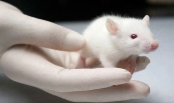 Bilim İnsanlarına Göre Yüksek Motivasyon Karar Vermede Etkili