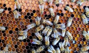 Bal Arılarının Ömrü Yarı Yarıya Azaldı: İşte Sebebi
