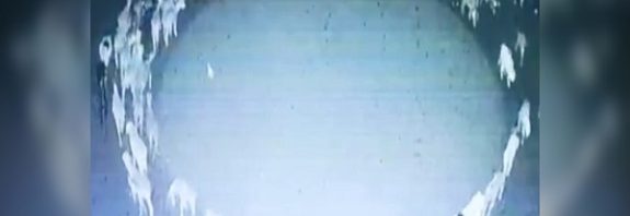 Eerie Video of Bizarre Sheep Phenomenon Has The World Running in Circles