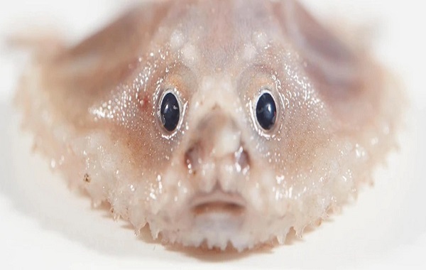 A Host of Bizarre Creatures Has Been Found At The Bottom of The Ocean
