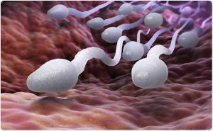 45 Yıldır Erkeklerin Sperm Kalitesini İnceleyen Bilim İnsanları Alarm Verdi