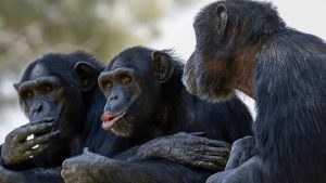 Araştırma Şempanzeler De Gösteriş Yapmayı Seviyor