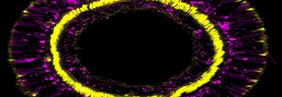 Forever Young: Scientists Reveal the Secret to a Strange Animal’s Eternal Youth