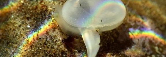 Researcher discovers a rare fossil clam thought to be dead some 40,000 years ago