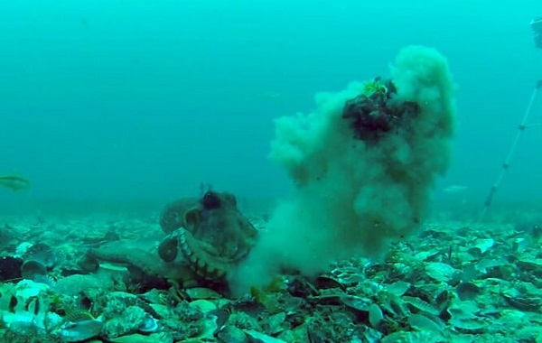 Bilim İnsanları Ahtapotların Savaşını Filme Aldı!