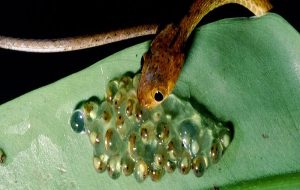 Birds, frogs, and reptiles use sound to “program” embryos