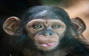 Can A Chimp Be Raised Human? One Family Parented A Chimp To Find Out