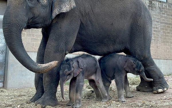 Yüzde 1 Olasılık Gerçekleşti ve Yeni Doğan İkiz Filler Tarih Yazdı