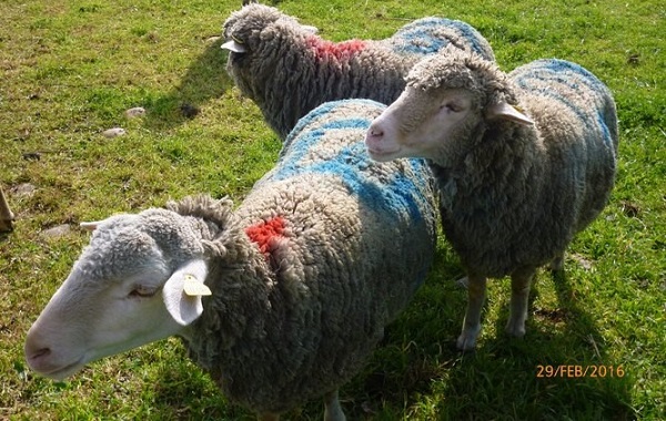 Koyunlar Sürünün Amacına Göre Liderlerini Düzenli Olarak Değiştiriyor