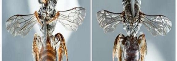 New unusual bee species discovered with dog-like snout