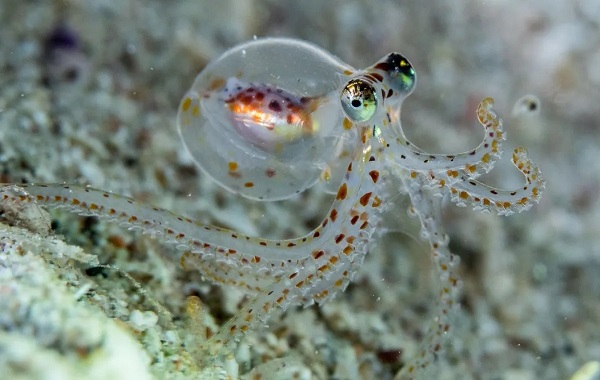 Breakthrough study reveals that human and octopus brains have common features