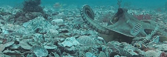 Watch Octopuses Throw Things at Each Other