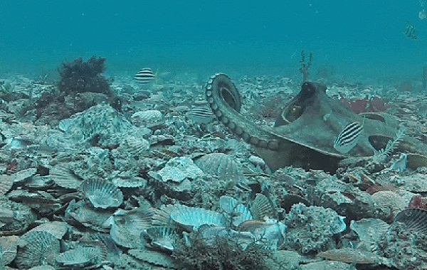 Watch Octopuses Throw Things at Each Other