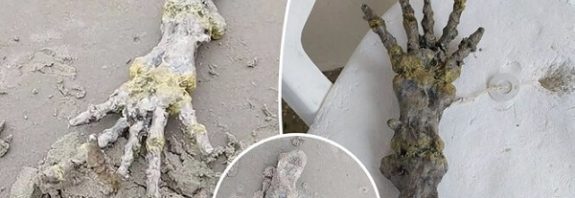 Ataları Karada Yürüyen Balina veya Yunusun Uzvu Sahile Vurdu