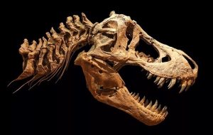 T. rex