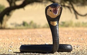 Cobra bites boy, boy bites it back (the boy was fine, the snake wasn’t)
