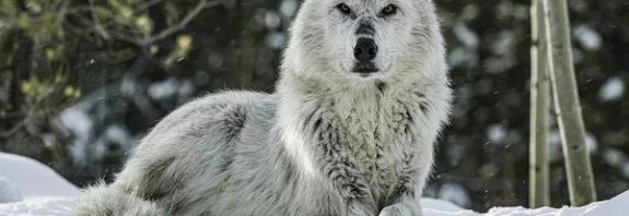 Mind-controlling parasite turns wolves into pack leaders