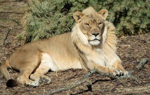 Zuri The 18-Year-Old Female Lion At Kansas Zoo Grows A Mane