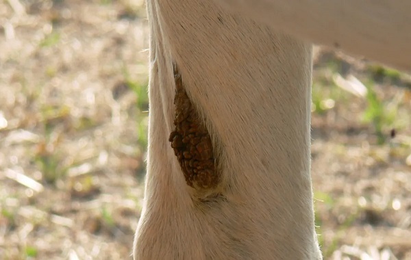Horses Have A Crusty Remnant Of Evolution Stuck To Their Legs