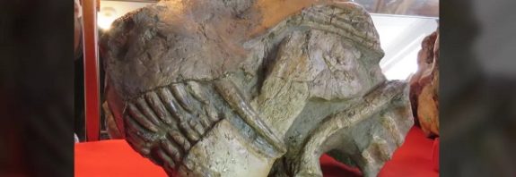 Monstrous gorgons survived a mass extinction, but they were a 'dead clade walking'