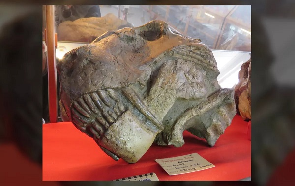 Monstrous gorgons survived a mass extinction, but they were a 'dead clade walking'