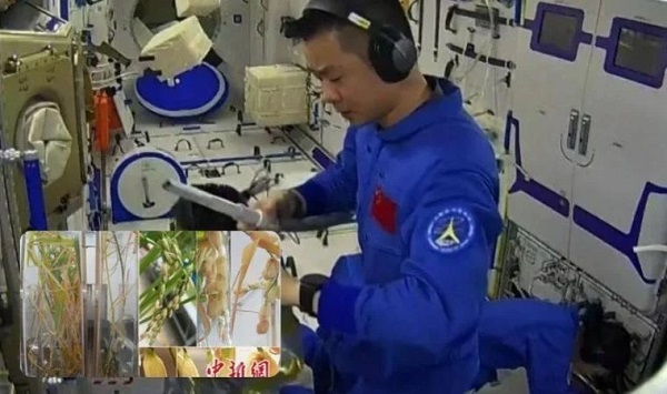 Shenzhou-15 Uzay Aracındaki Bitki Büyümeye Başladı