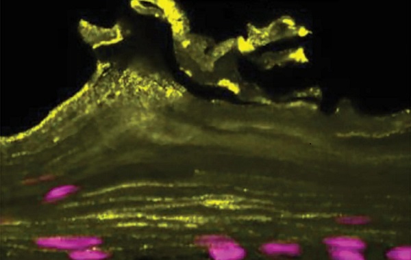 Bilim İnsanları Çip Üzerinde Yapay Vajina Üretti