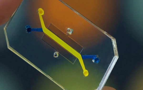 Scientists create world’s first ‘Vagina-on-a-Chip’ to combat bacterial diseases