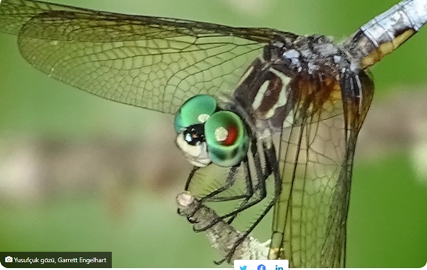 Zamanı En İyi Algılayan