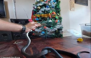 Don t shake the box Deadly black mamba snake slithers under 'shocked' family's Christmas tree in South Africa